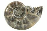 Polished, Chambered Ammonite (Argonauticeras) Fossil - Madagascar #312329-1